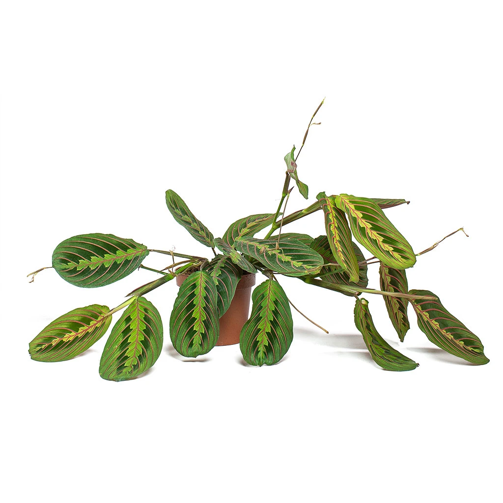Maranta Leuconeura Var. Erythroneura - Herringbone Plant - Image 5