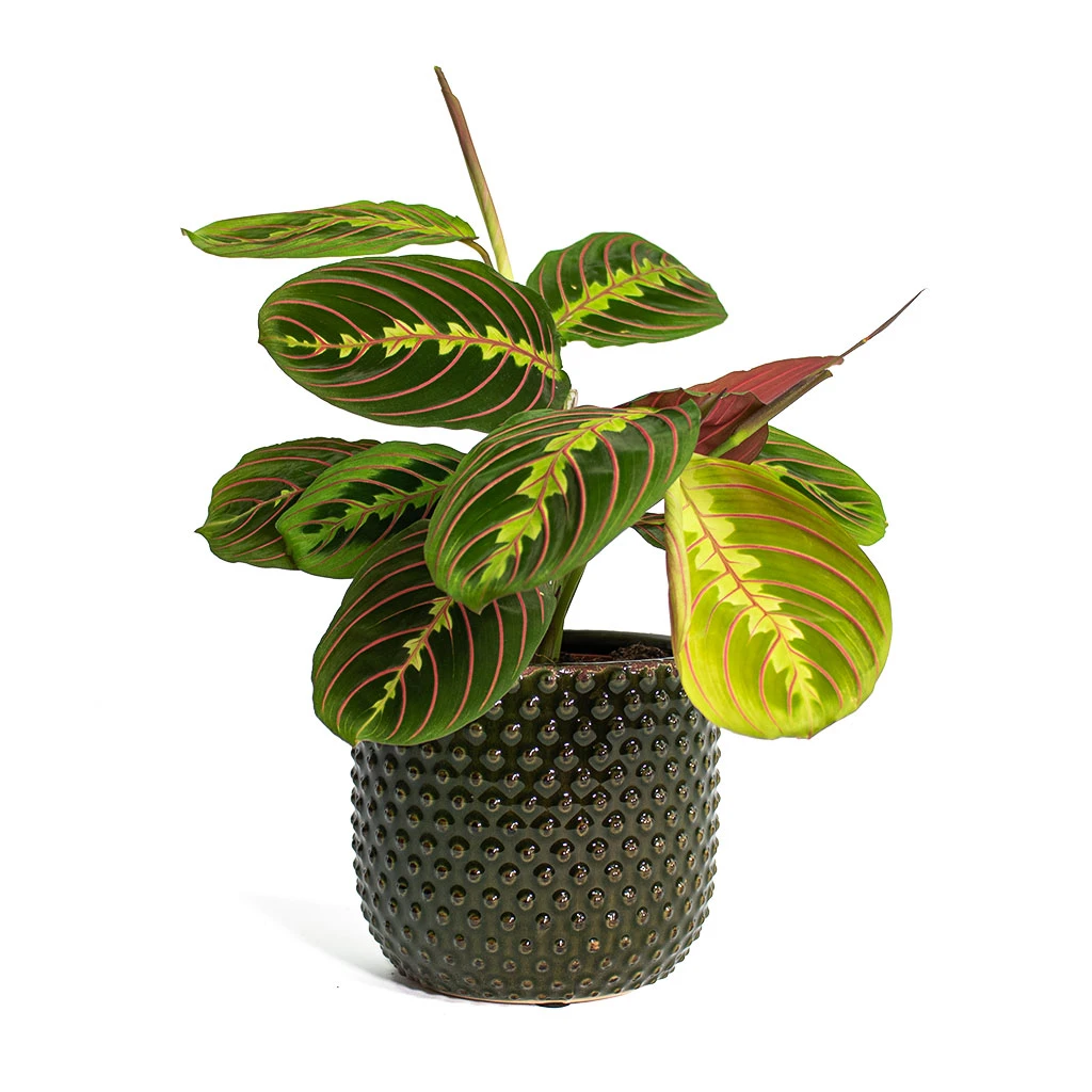 Maranta Leuconeura Var. Erythroneura - Herringbone Plant - Image 8