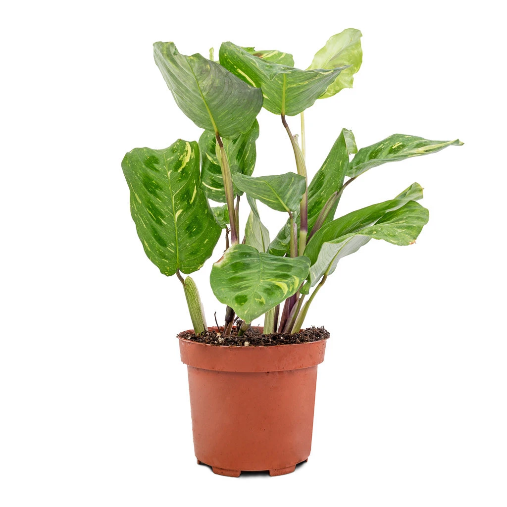 Maranta Leuconeura Var. Kerchoveana - Variegated Rabbit's Foot - Image 3