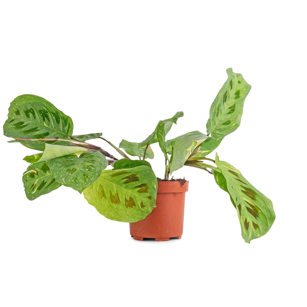 Maranta Leuconeura Var. Kerchoveana - Variegated Rabbit's Foot - Image 4