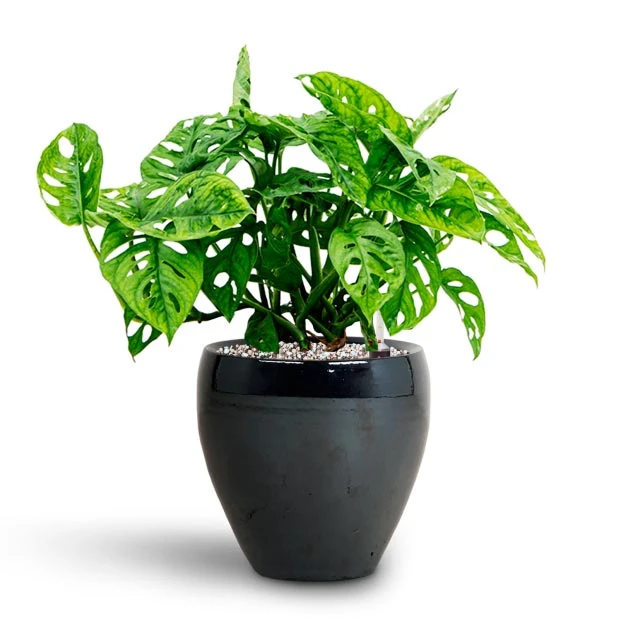 Monstera Adansonii - Philodendron Monkey Mask - HydroCare - Image 4