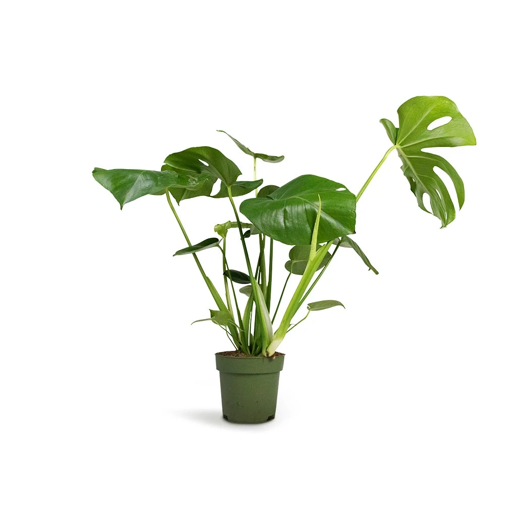 Monstera Deliciosa - Swiss Cheese Plant - Image 19
