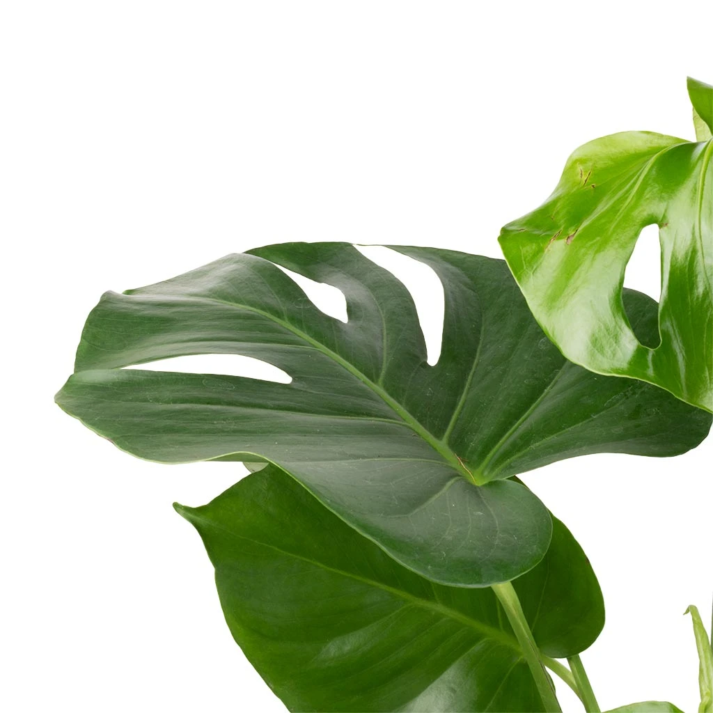Monstera Deliciosa - Swiss Cheese Plant - Image 4