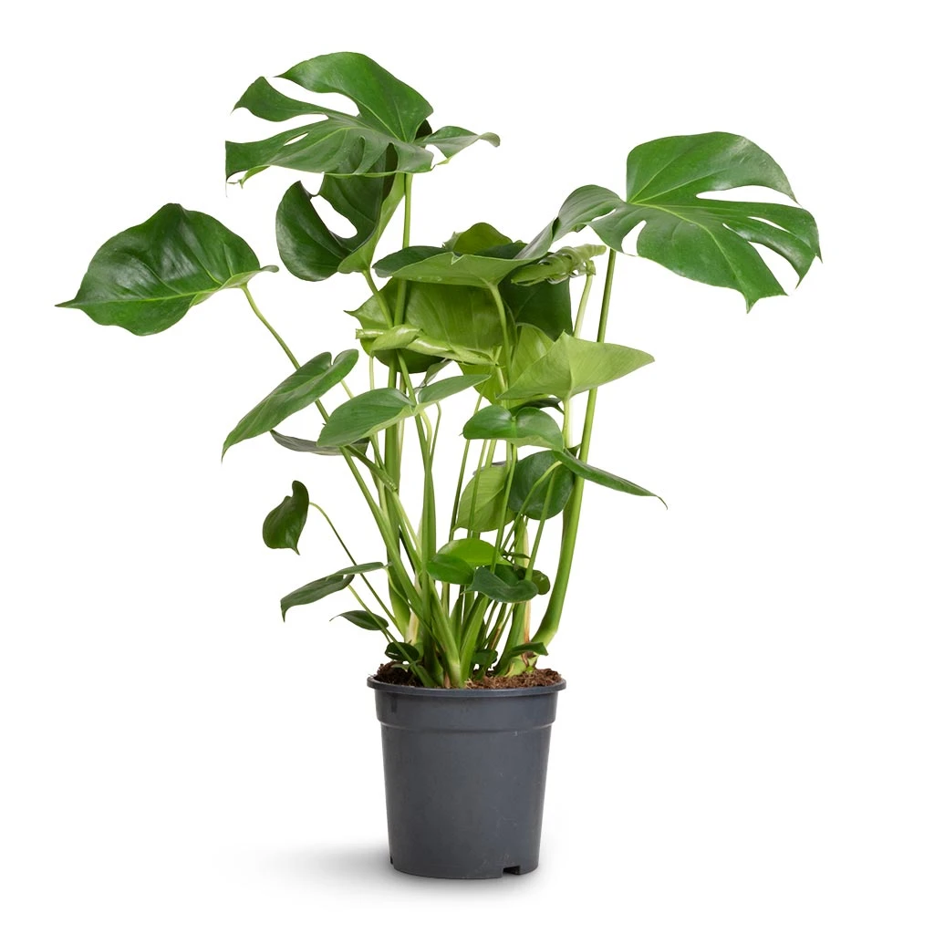 Monstera Deliciosa - Swiss Cheese Plant - Image 9