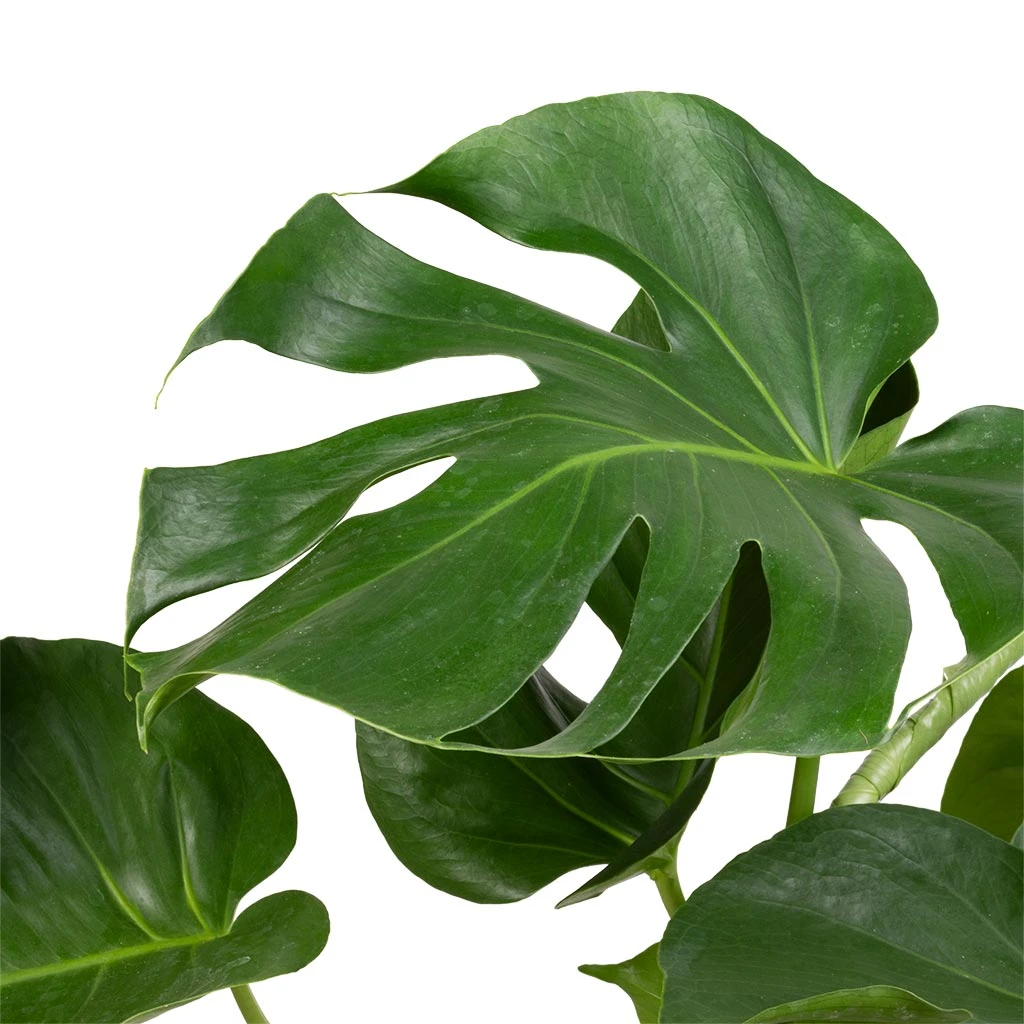 Monstera Deliciosa - Swiss Cheese Plant - Image 2