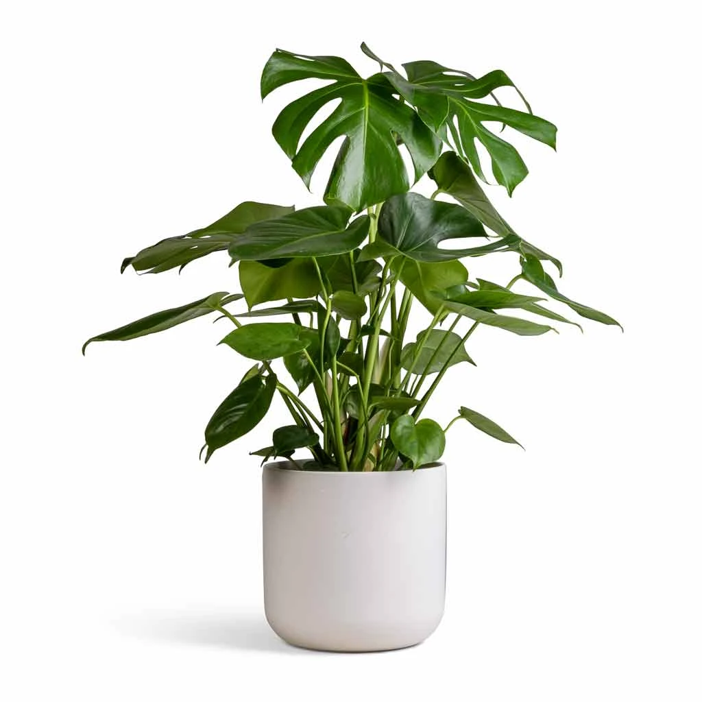 Monstera Deliciosa - Swiss Cheese Plant - Image 10