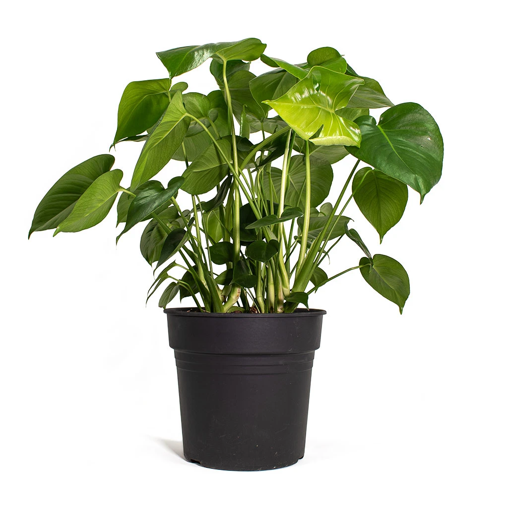 Monstera Deliciosa - Swiss Cheese Plant - Image 11