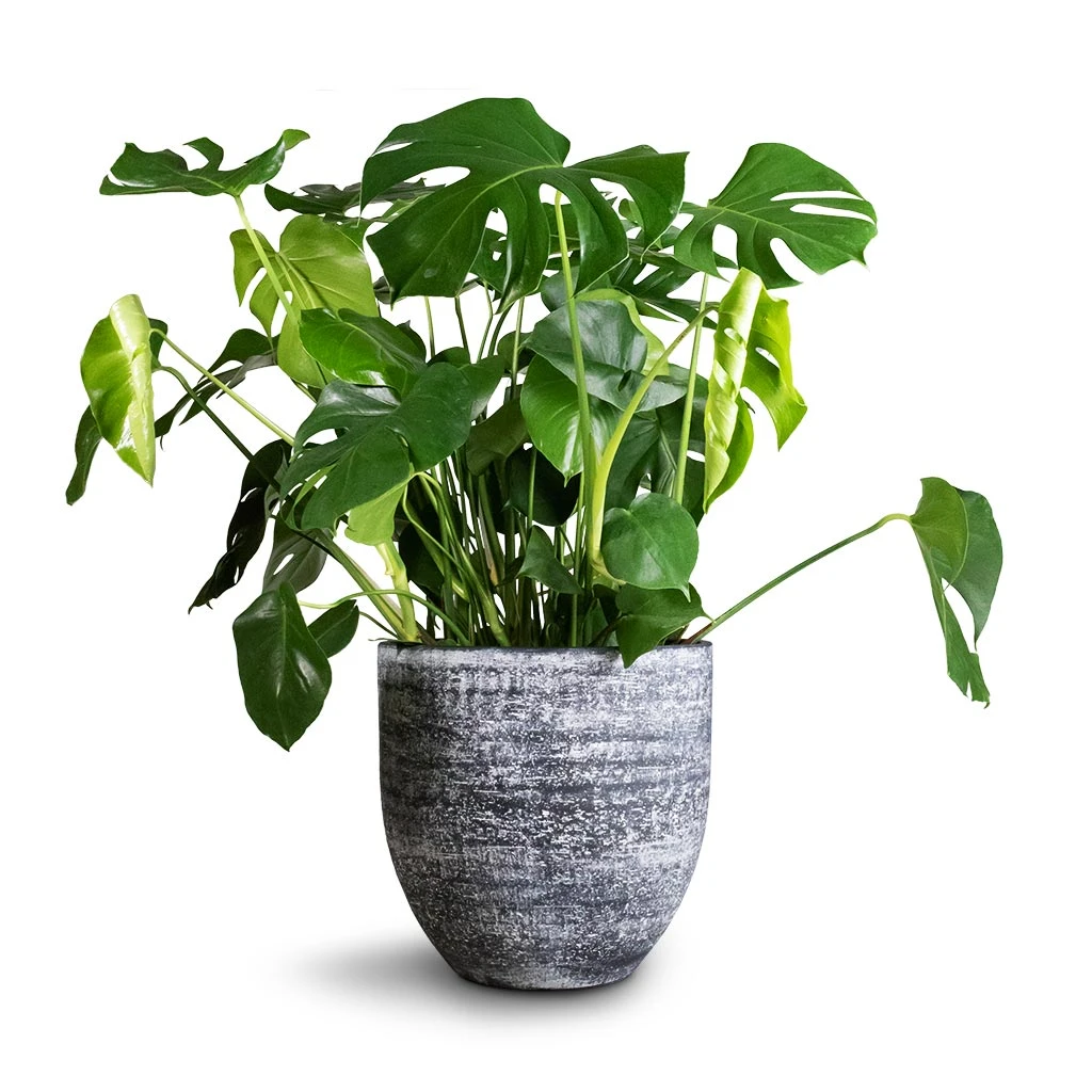 Monstera Deliciosa - Swiss Cheese Plant
