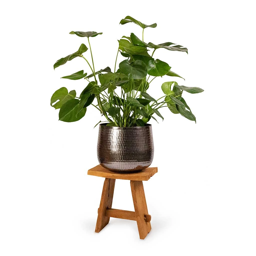 Monstera Deliciosa - Swiss Cheese Plant - Image 12