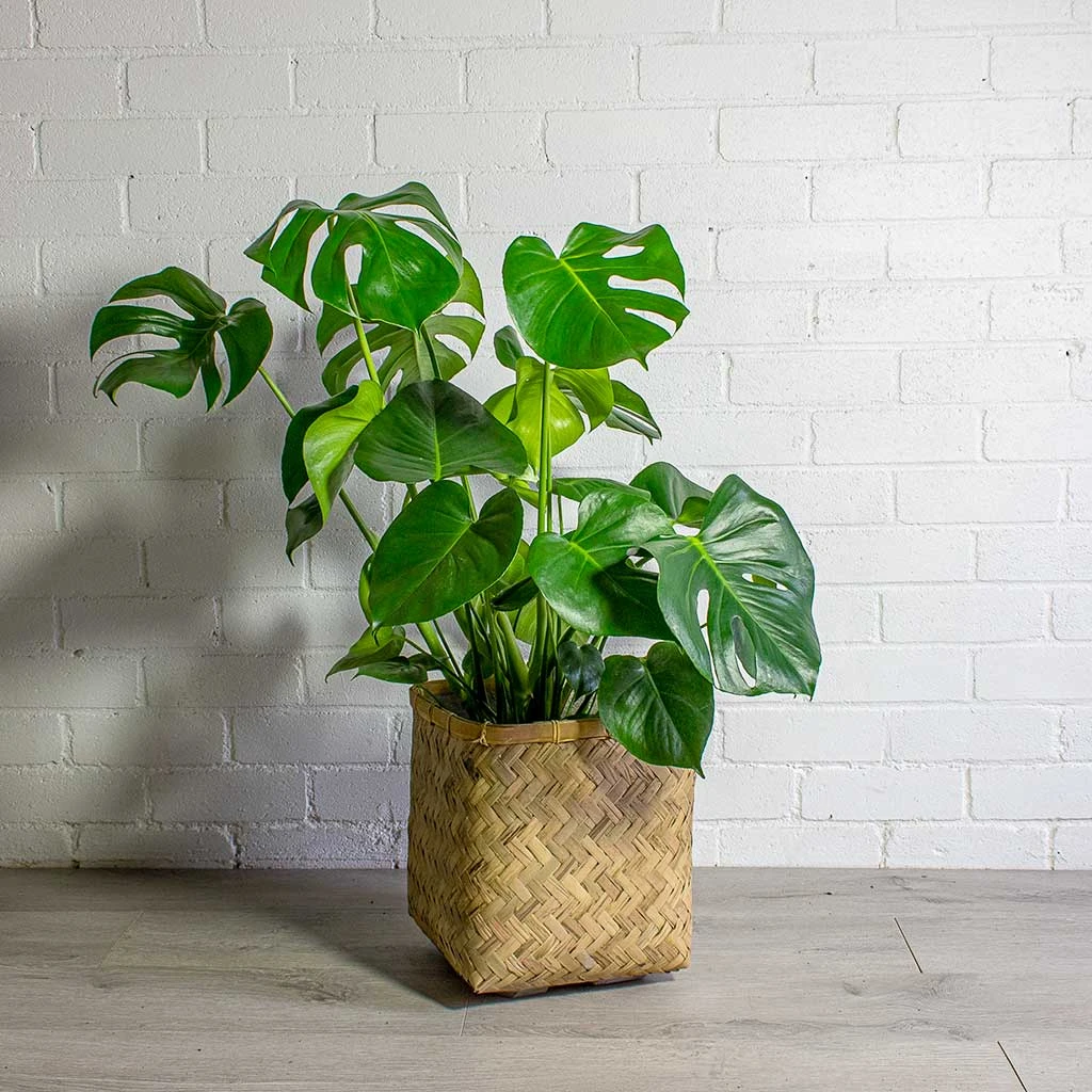 Monstera Deliciosa - Swiss Cheese Plant - Image 14