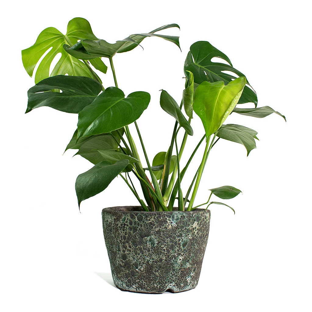 Monstera Deliciosa - Swiss Cheese Plant - Image 17