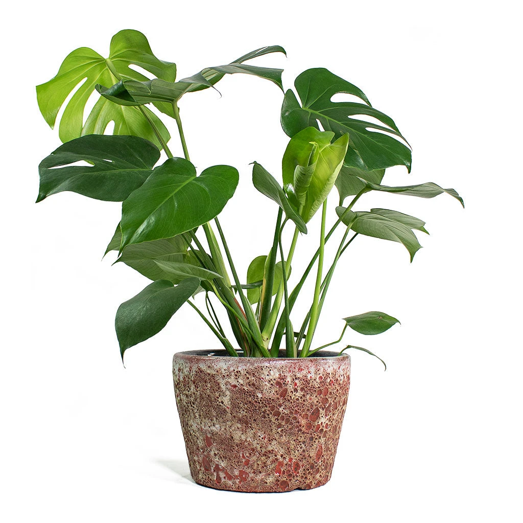Monstera Deliciosa - Swiss Cheese Plant - Image 15