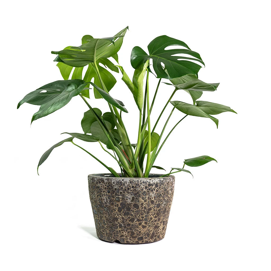 Monstera Deliciosa - Swiss Cheese Plant - Image 16