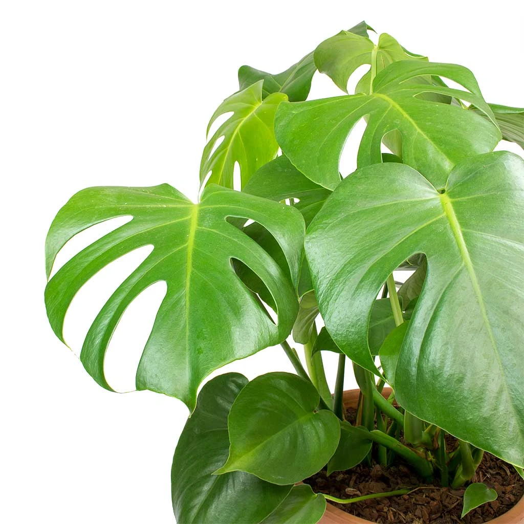 Monstera Deliciosa - Swiss Cheese Plant - Image 5