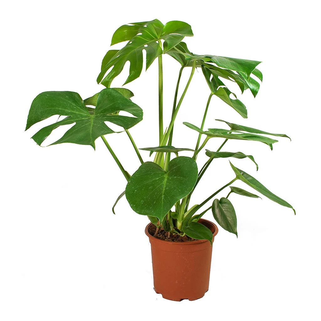 Monstera Deliciosa - Swiss Cheese Plant - Image 20