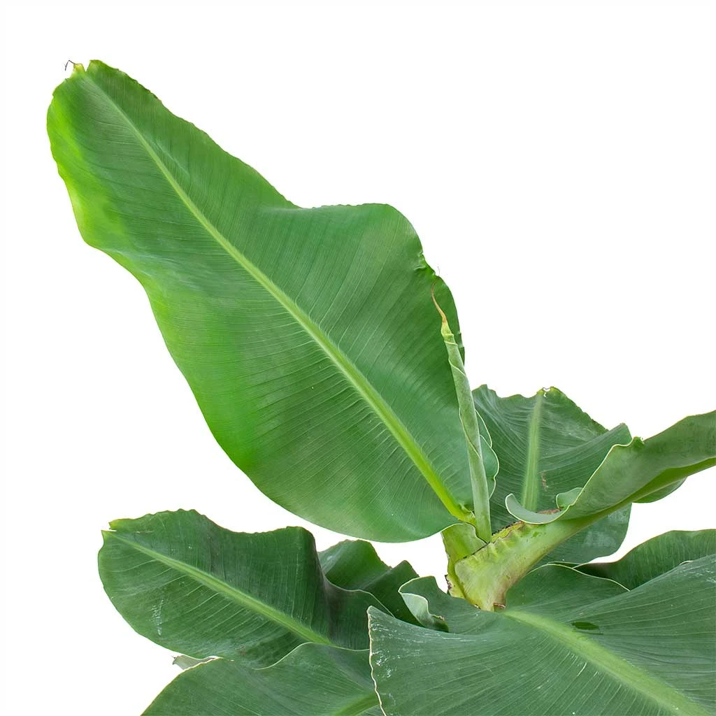 Musa Tropicana - Super Dwarf Cavendish Banana Plant - Image 3