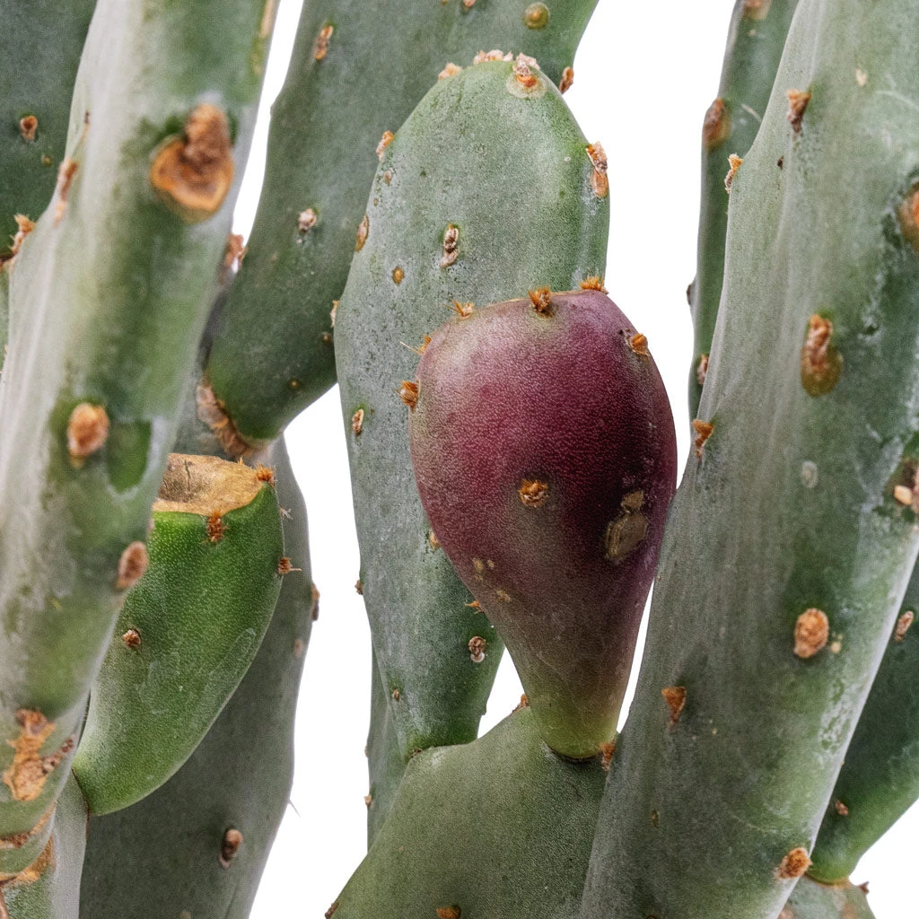 Opuntia Vulgaris - Prickly Pear Cactus - Image 4