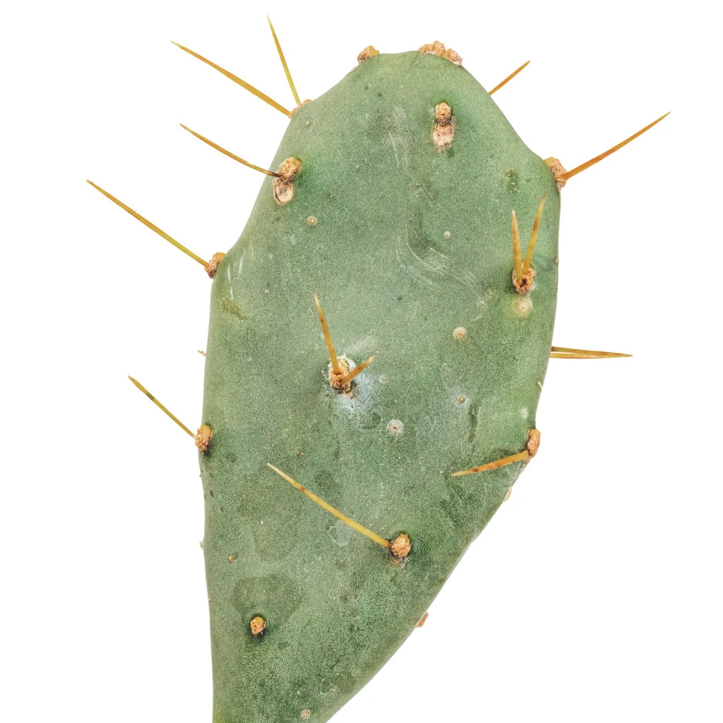 Opuntia Vulgaris - Prickly Pear Cactus - Image 2
