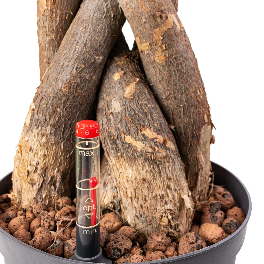 Pachira Aquatica - HydroCare - Image 2