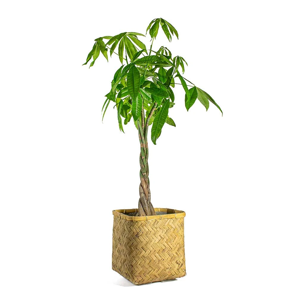 Pachira Aquatica - Money Tree - Image 19
