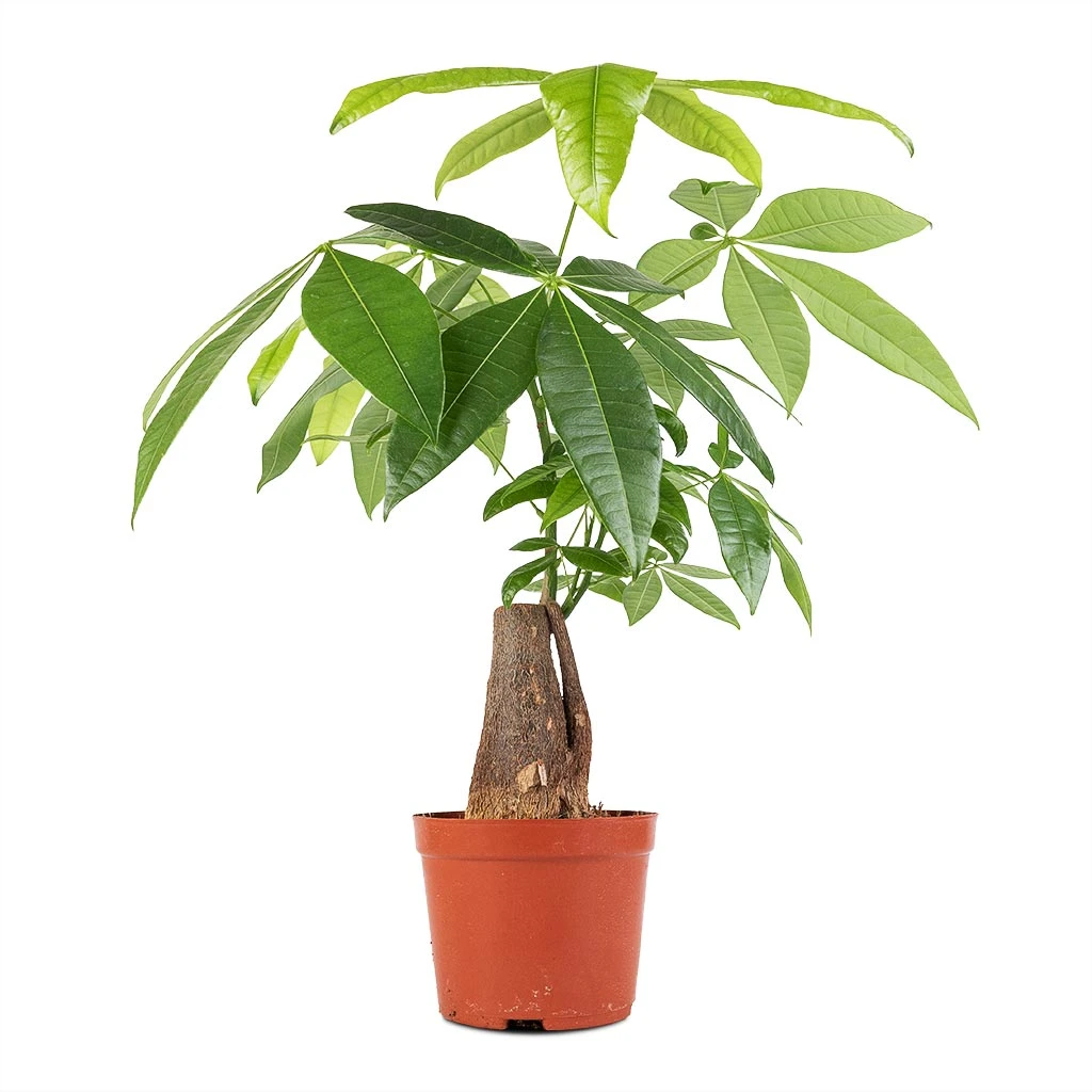 Pachira Aquatica - Thick Trunk - Money Tree - Image 4
