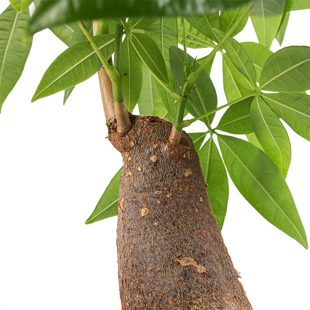 Pachira Aquatica - Thick Trunk - Money Tree - Image 6