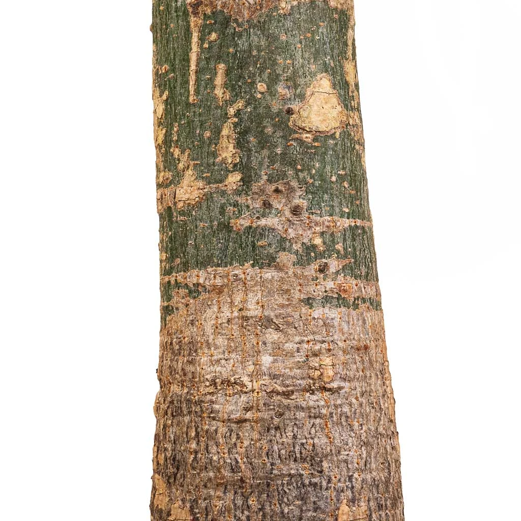 Pachira Aquatica - Thick Trunk - Money Tree - Image 9