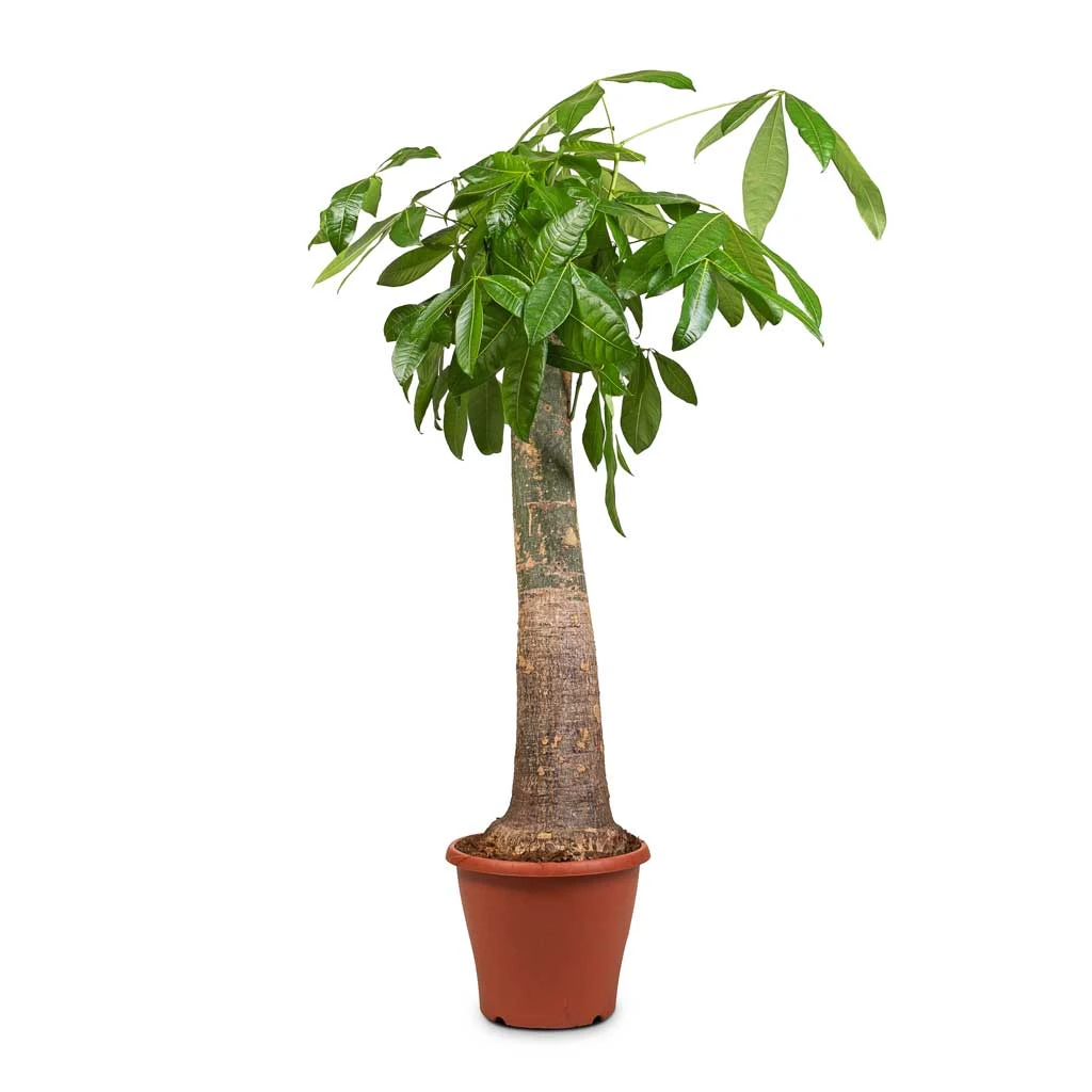 Pachira Aquatica - Thick Trunk - Money Tree - Image 8