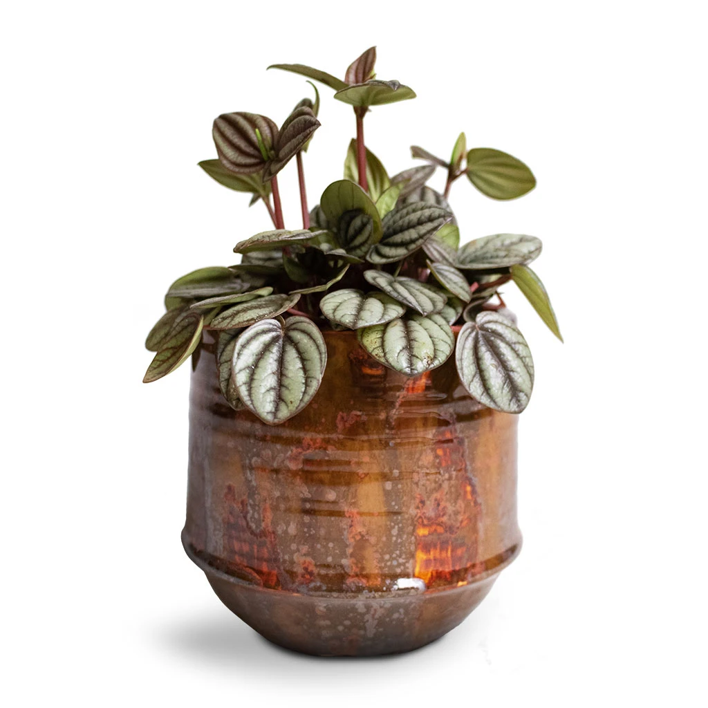 Peperomia Piccolo Banda - Image 2