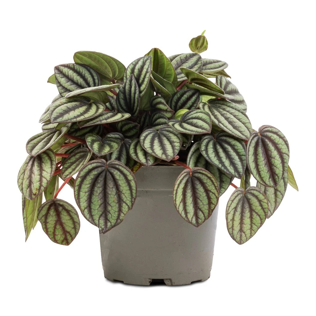 Peperomia Piccolo Banda - Image 6