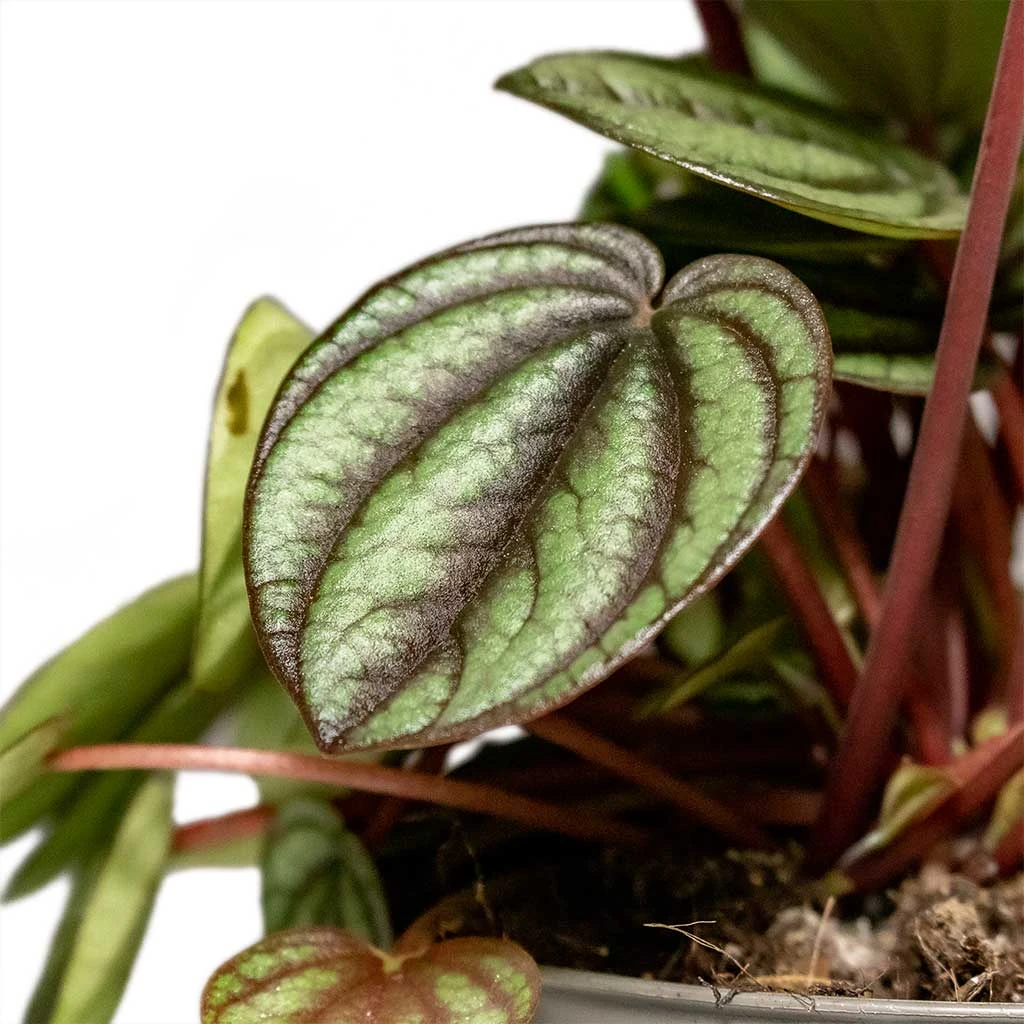 Peperomia Piccolo Banda - Image 4