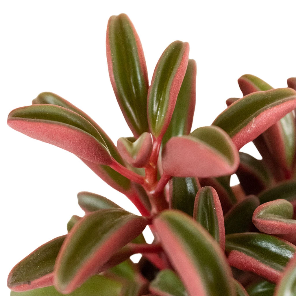 Peperomia Graveolens - Ruby Glow Radiator Plant - Image 7