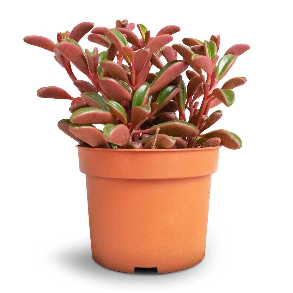 Peperomia Graveolens - Ruby Glow Radiator Plant - Image 4