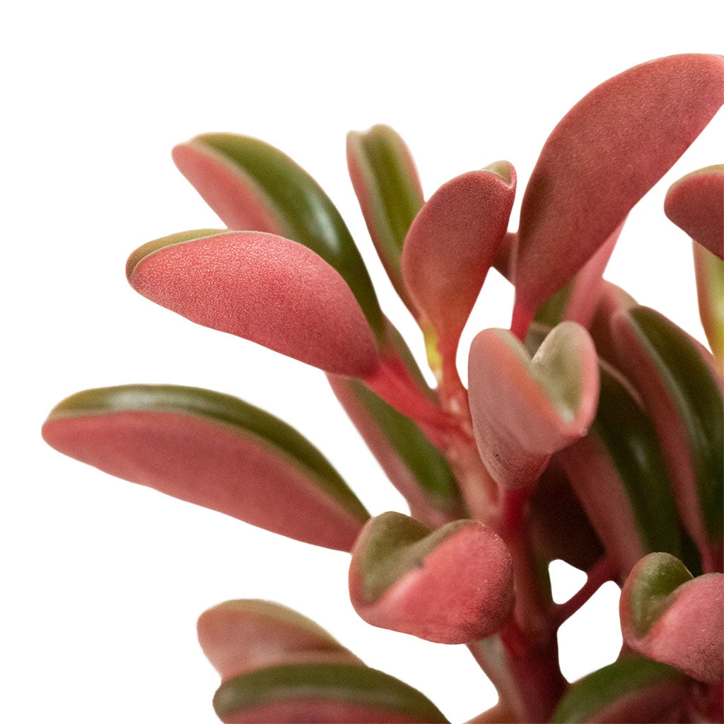 Peperomia Graveolens - Ruby Glow Radiator Plant - Image 2