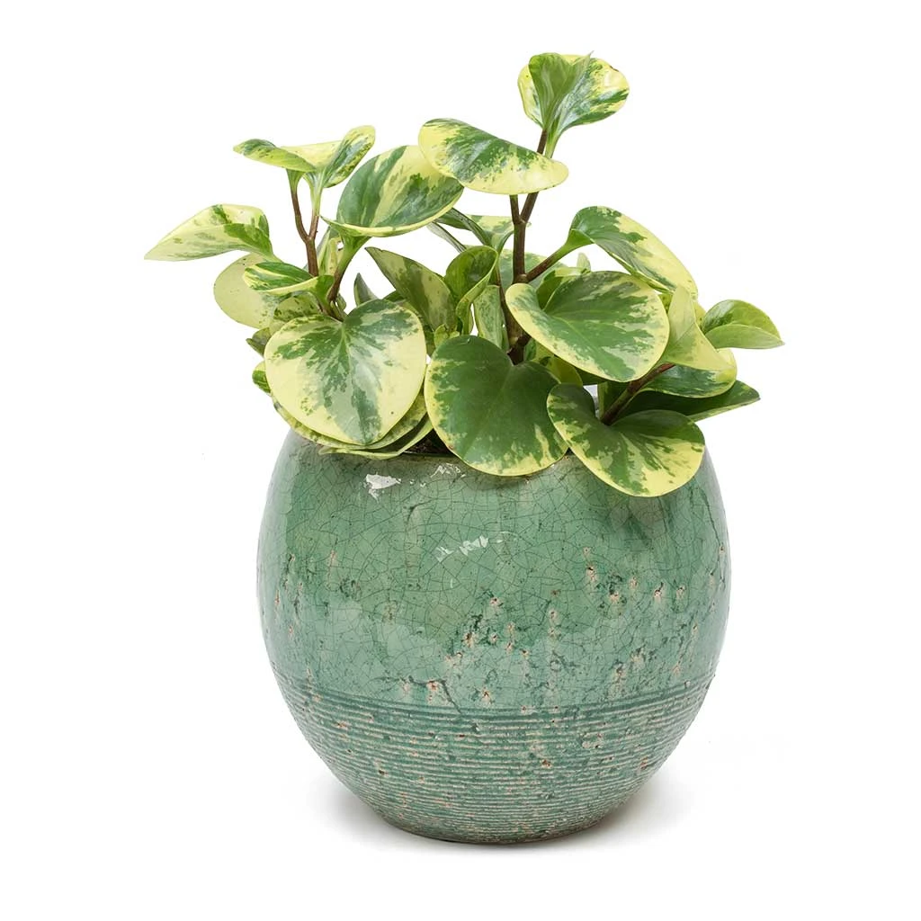 Peperomia Obtusifolia Variegata - Variegated Baby Rubber Plant - Image 4