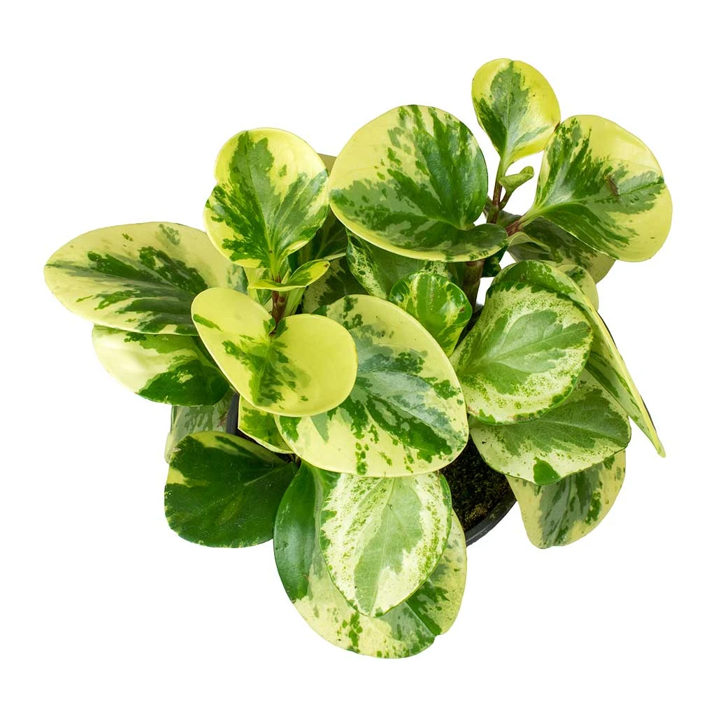 Peperomia Obtusifolia Variegata - Variegated Baby Rubber Plant - Image 2