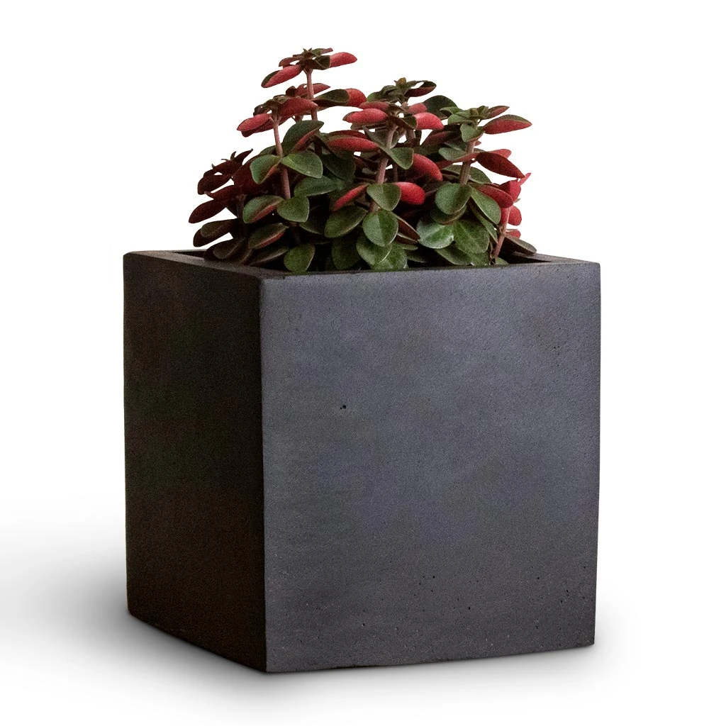 Peperomia Verticillata Red Log - Image 4