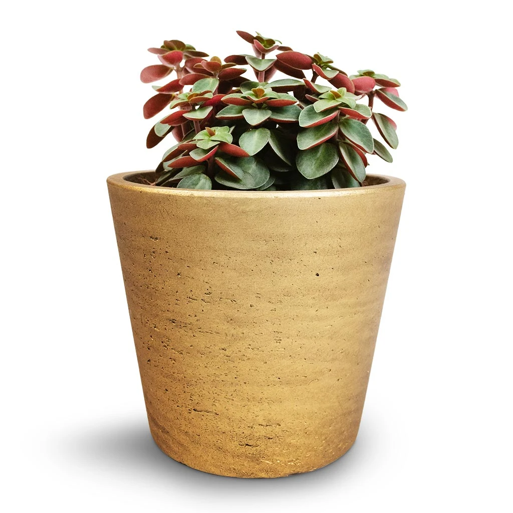 Peperomia Verticillata Red Log - Image 5