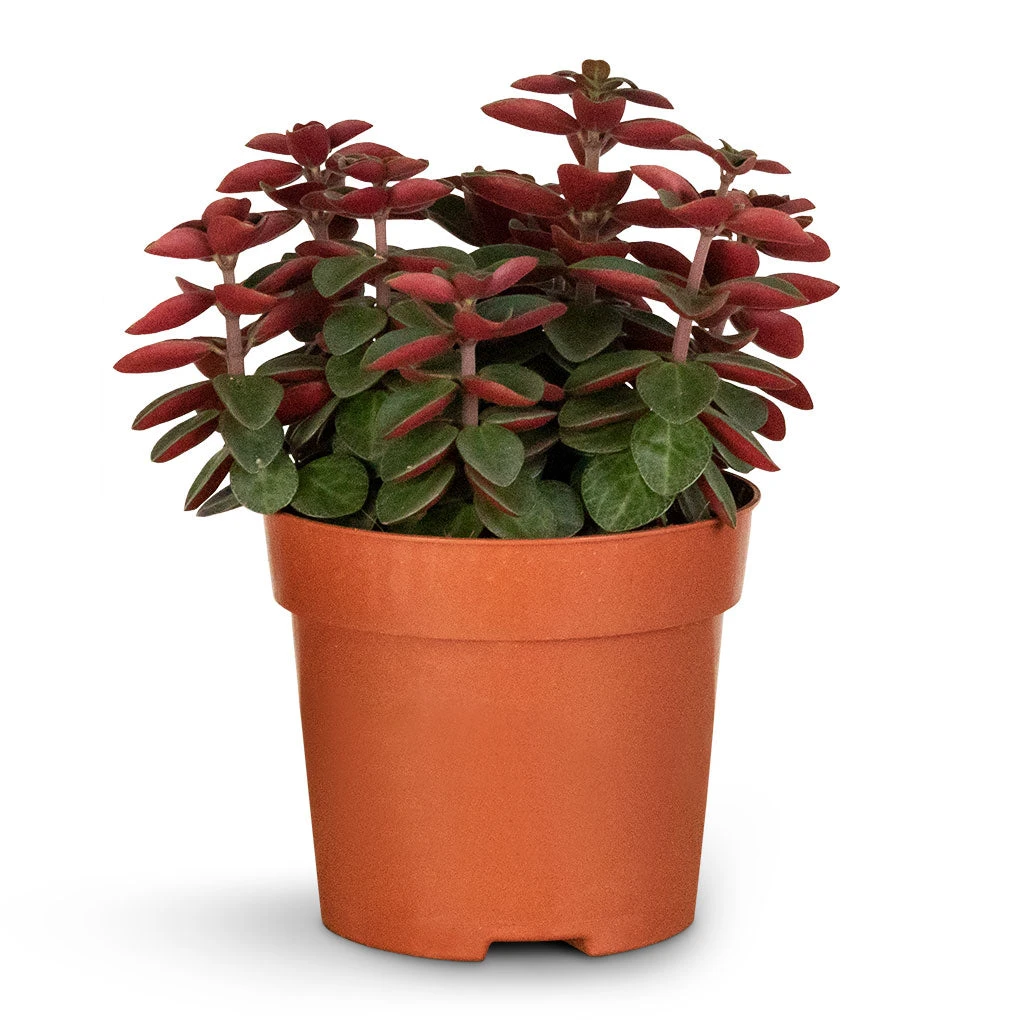 Peperomia Verticillata Red Log - Image 2