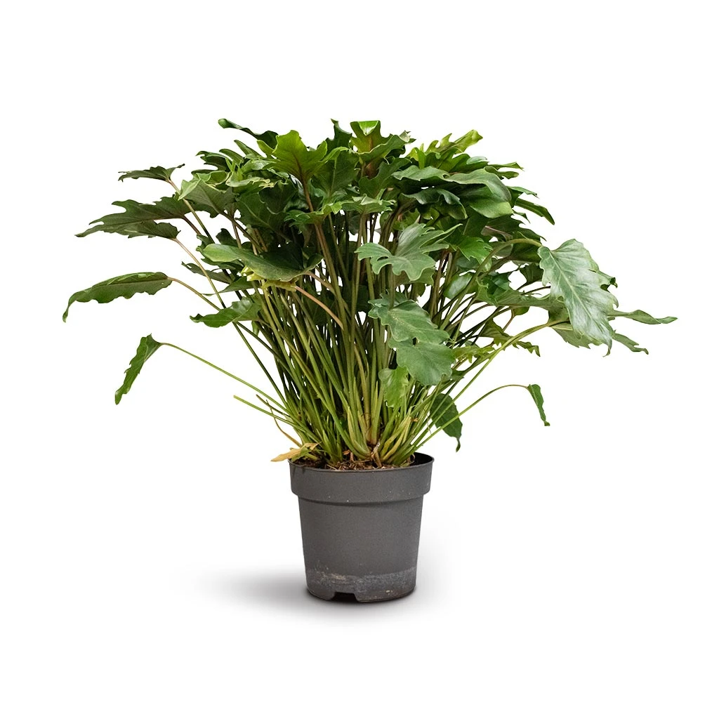 Philodendron Winterbourn - Xanadu Philodendron - Image 8
