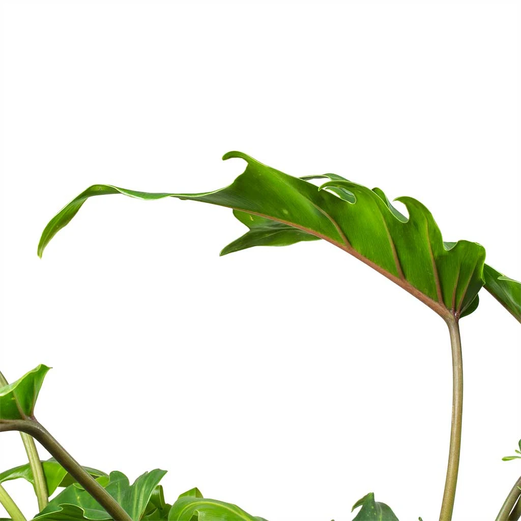 Philodendron Winterbourn - Xanadu Philodendron - Image 7