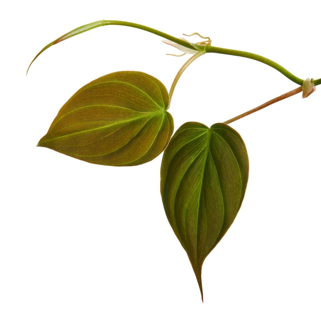 Philodendron Micans - Velvet Leaf Philodendron - Image 2