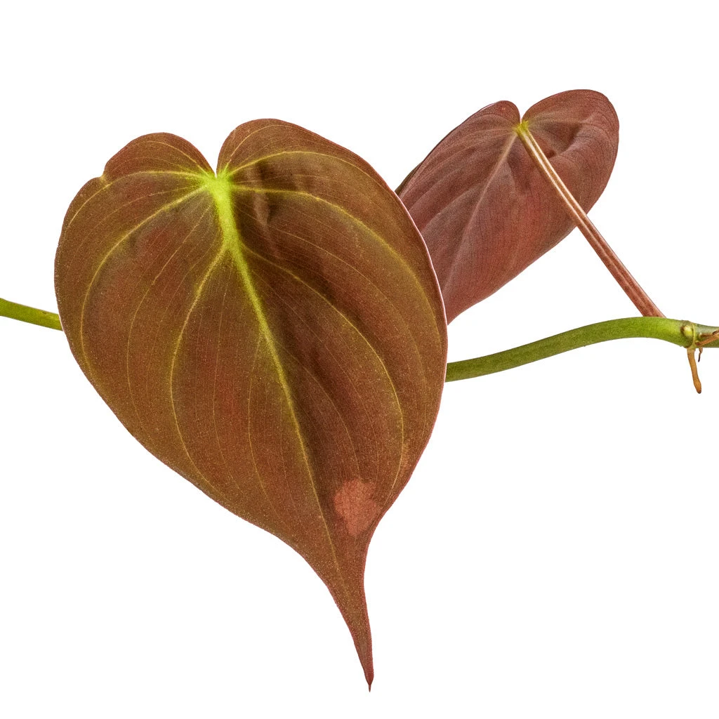 Philodendron Micans - Velvet Leaf Philodendron - Image 4