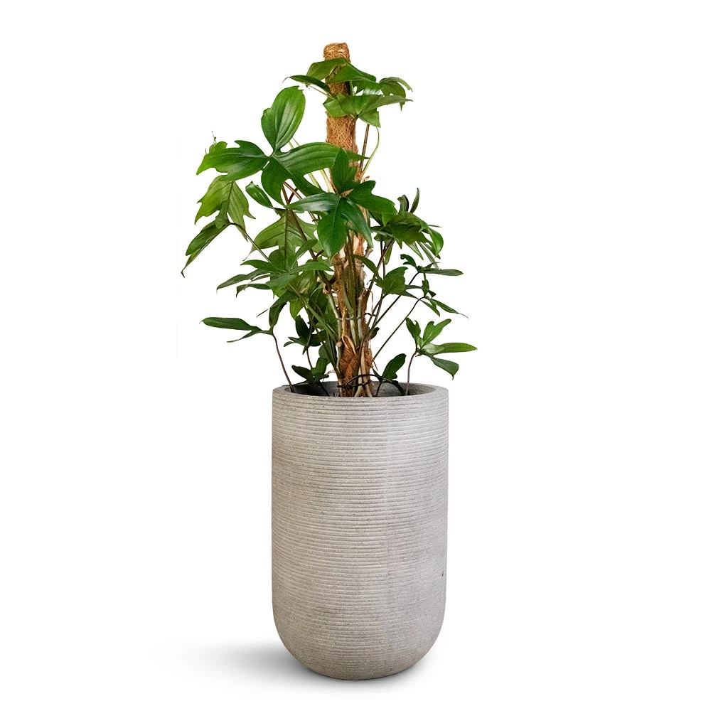 Cody Plant Vase - Ridged Cement - Image 5