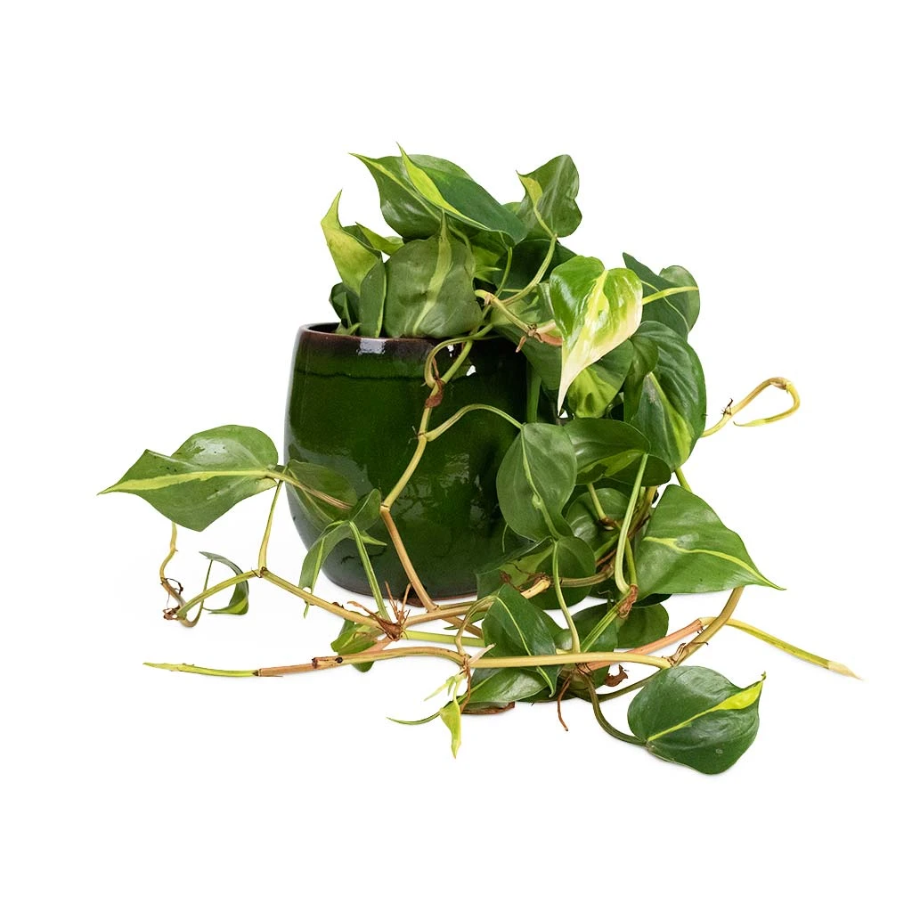 Philodendron Scandens Brasil - Sweetheart Plant - Image 10
