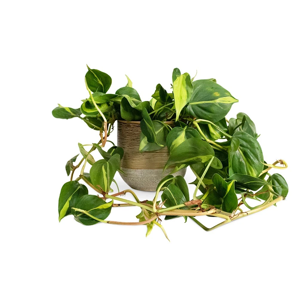 Philodendron Scandens Brasil - Sweetheart Plant - Image 9