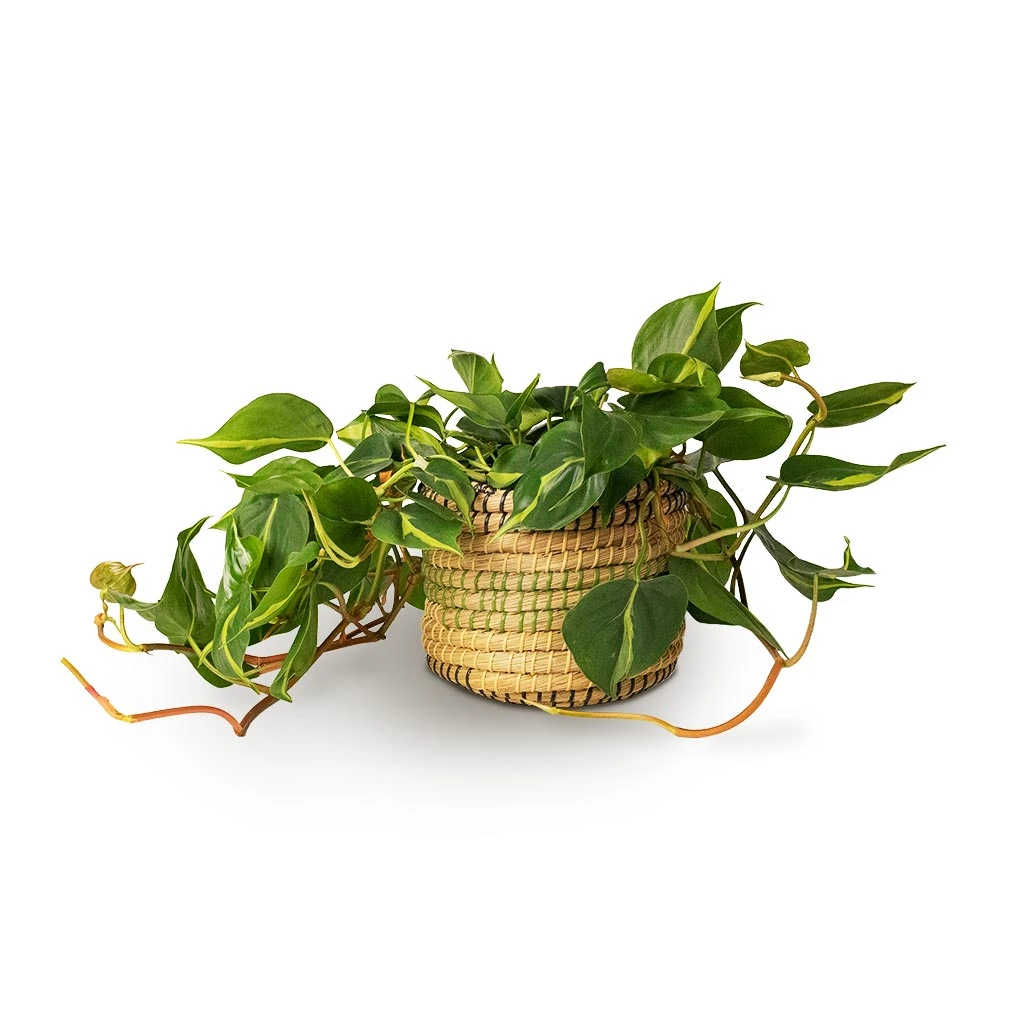 Philodendron Scandens Brasil - Sweetheart Plant - Image 8