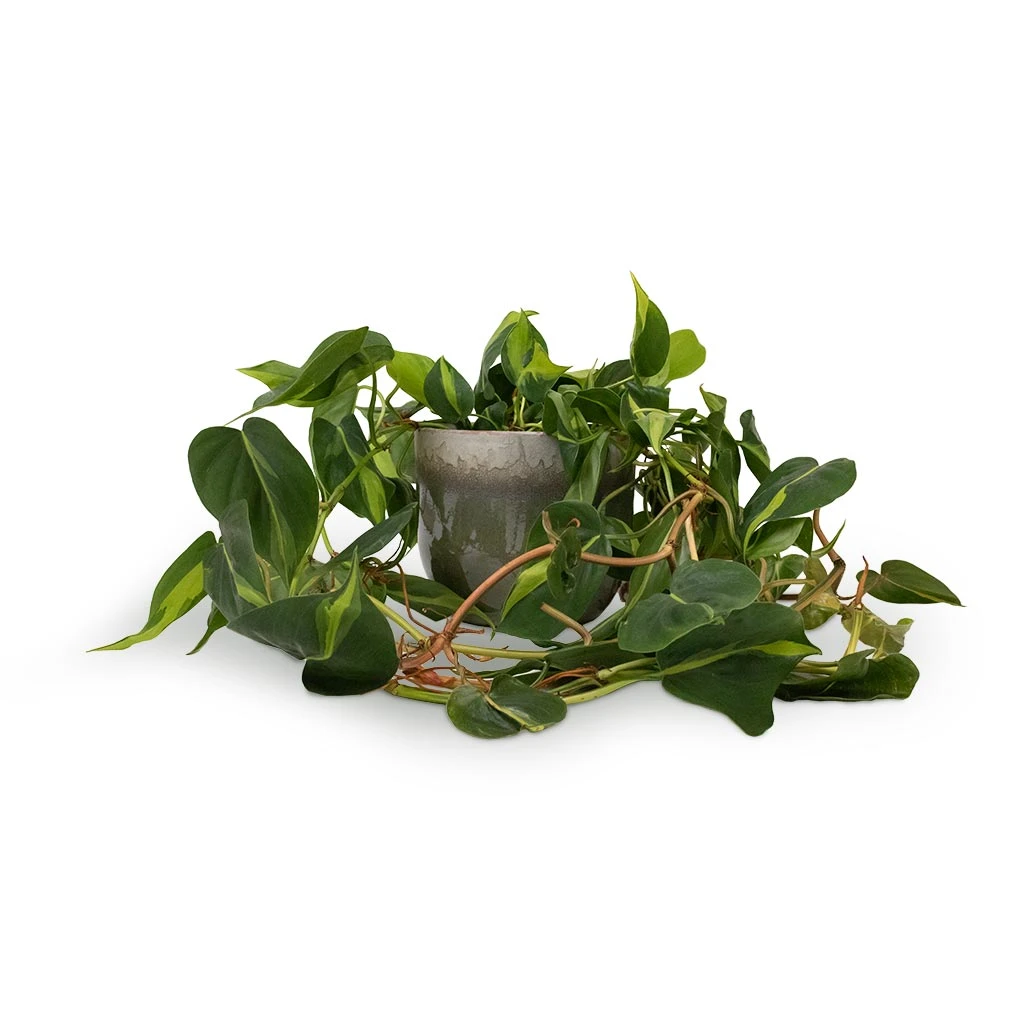 Philodendron Scandens Brasil - Sweetheart Plant - Image 11