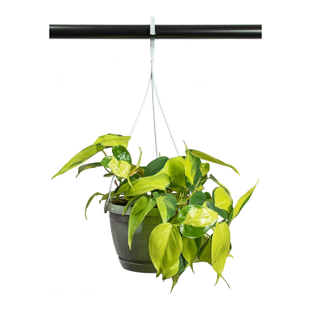 Philodendron Scandens Brasil - Sweetheart Plant - Image 5