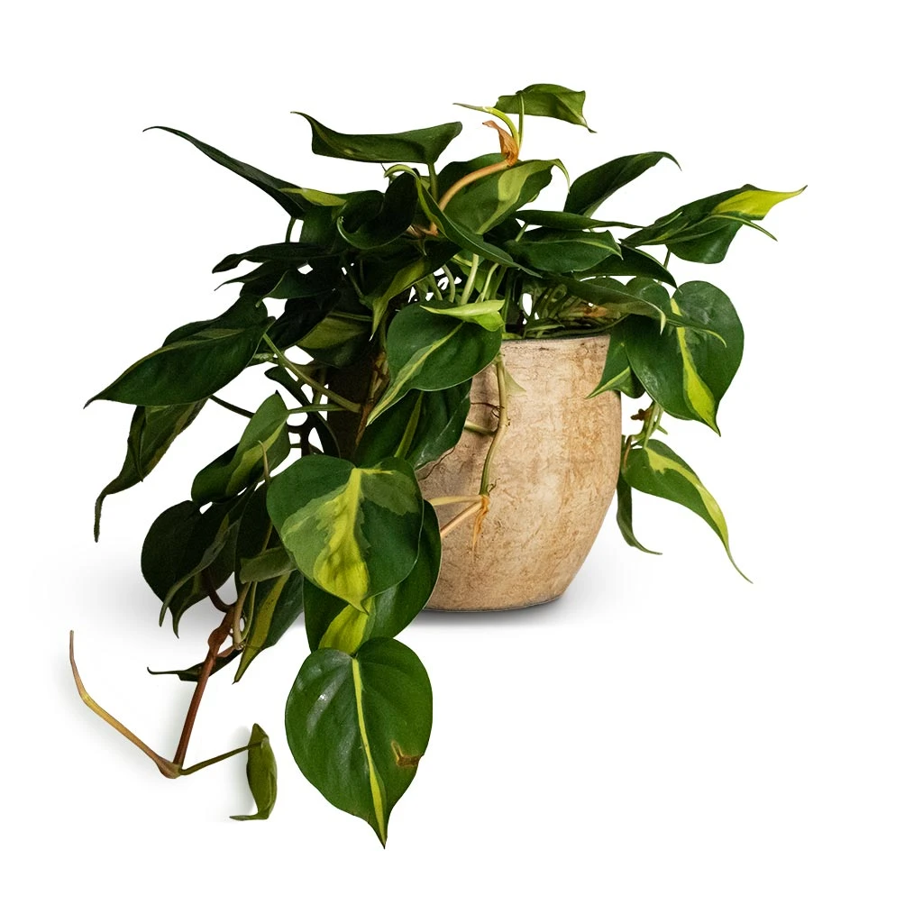 Philodendron Scandens Brasil - Sweetheart Plant - Image 12